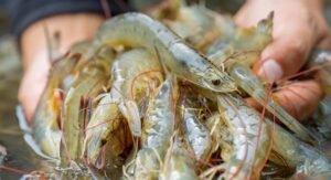 Innovations in Sustainable Shrimp Farming